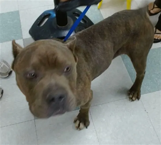 Adoptable Dog