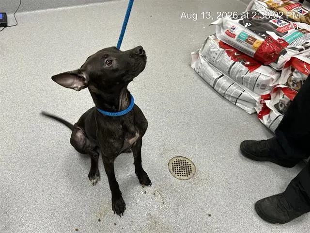 Adoptable Dog