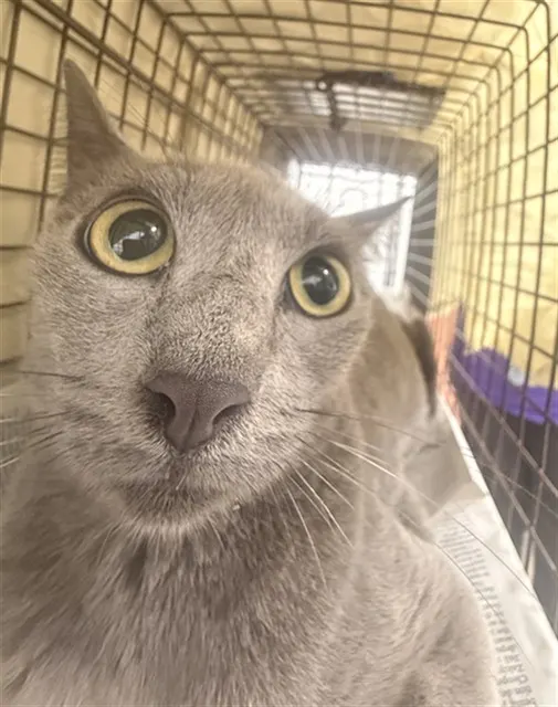 Adoptable Cat