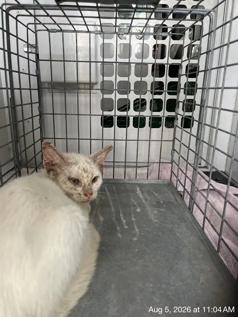 Adoptable Cat