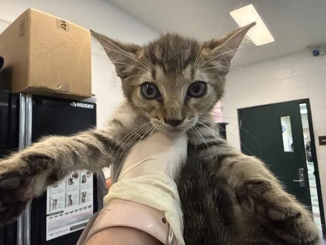 Adoptable Cat