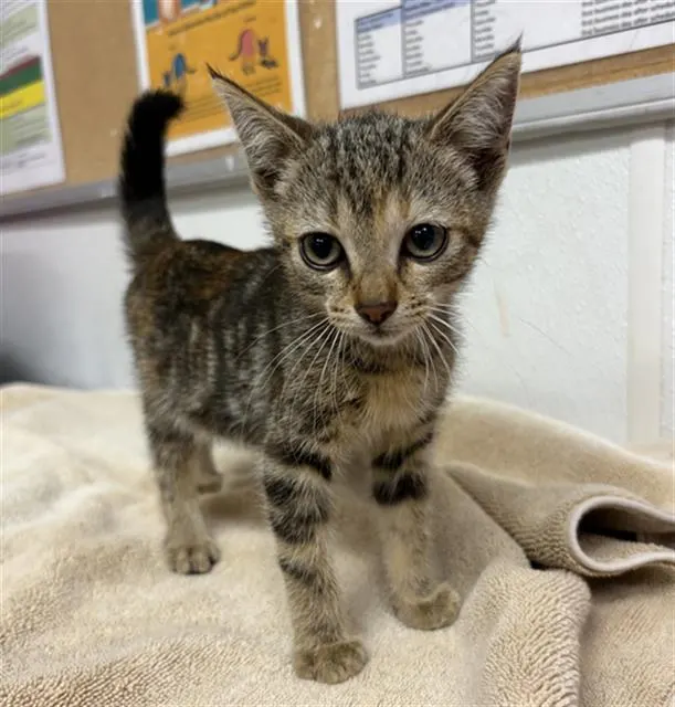 Adoptable Cat
