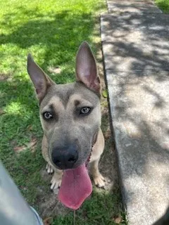 Nala