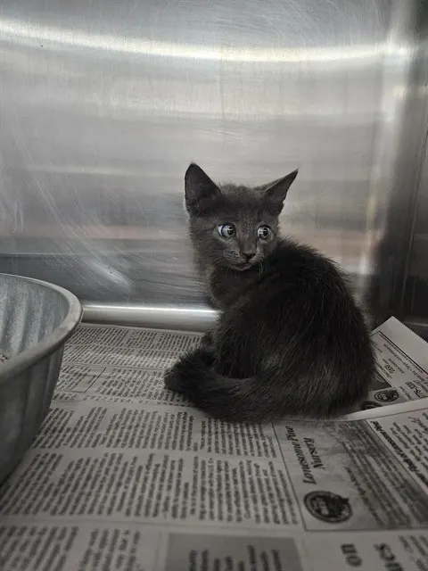 Adoptable Cat