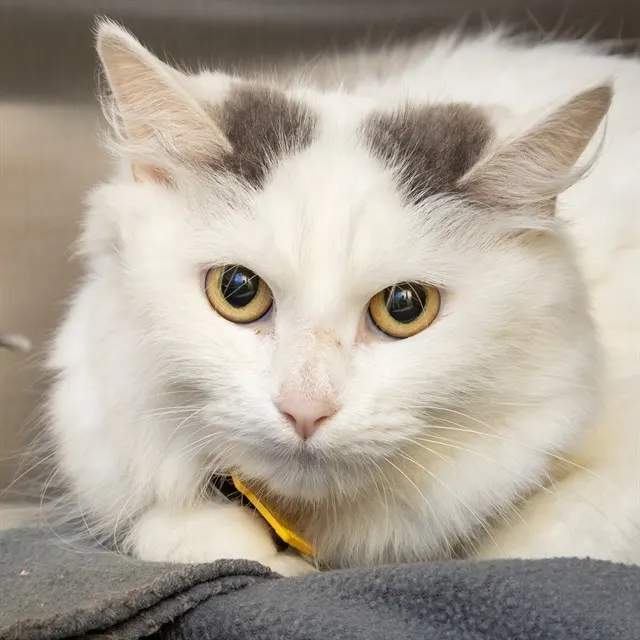 Blanca