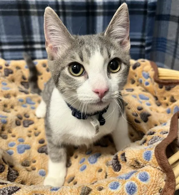 Jax