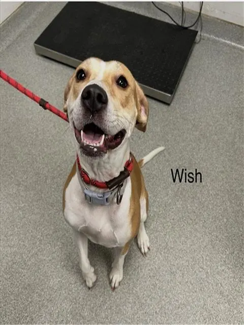 Wish