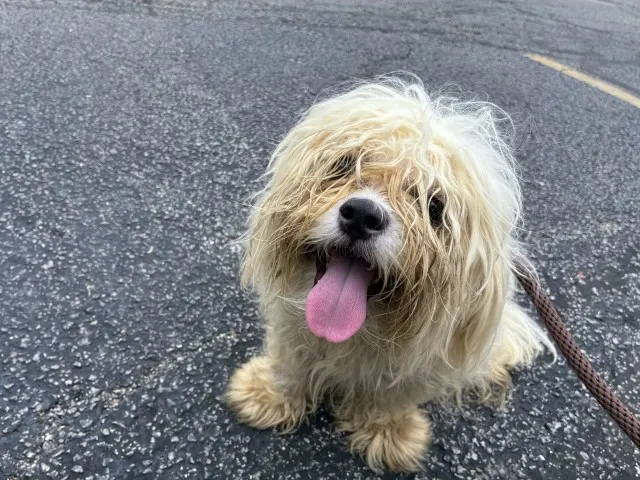Adoptable Dog