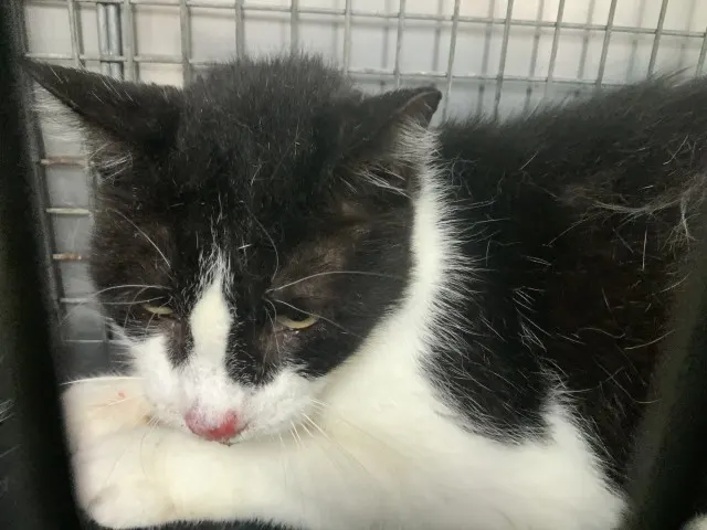 Adoptable Cat