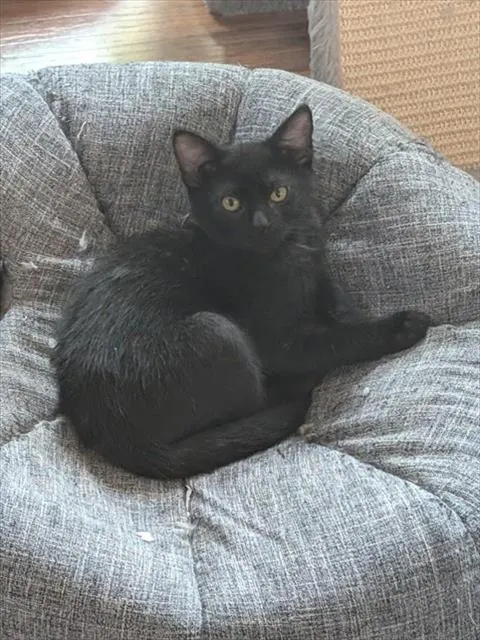 Dora