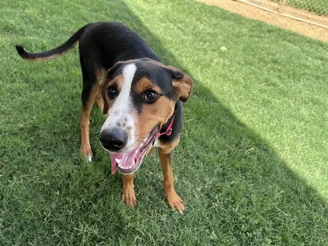 Dixie