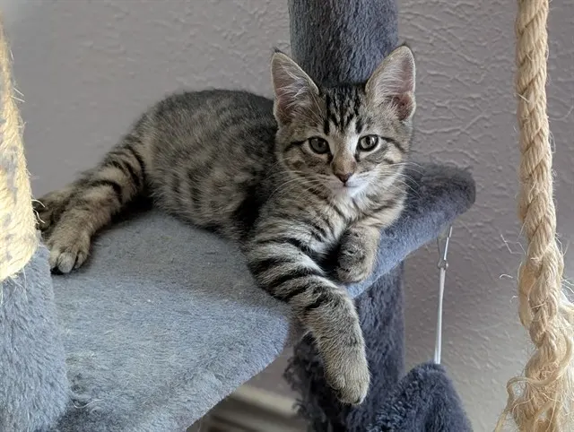Nina