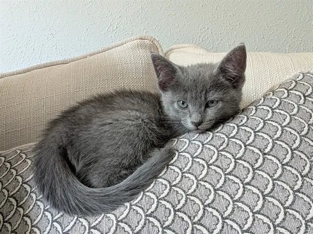 Mia