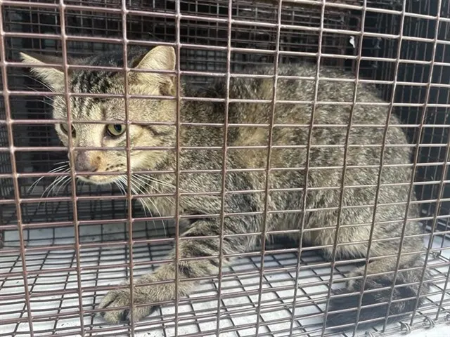 Adoptable Cat