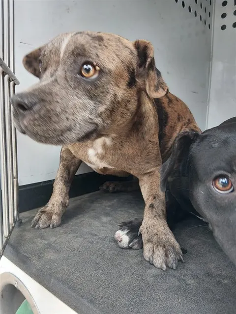 Adoptable Dog
