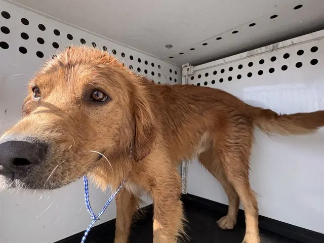 Adoptable Dog