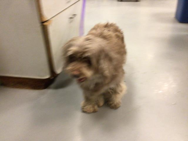 Adoptable Dog