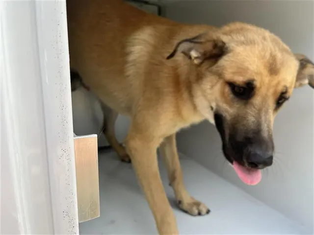 Adoptable Dog