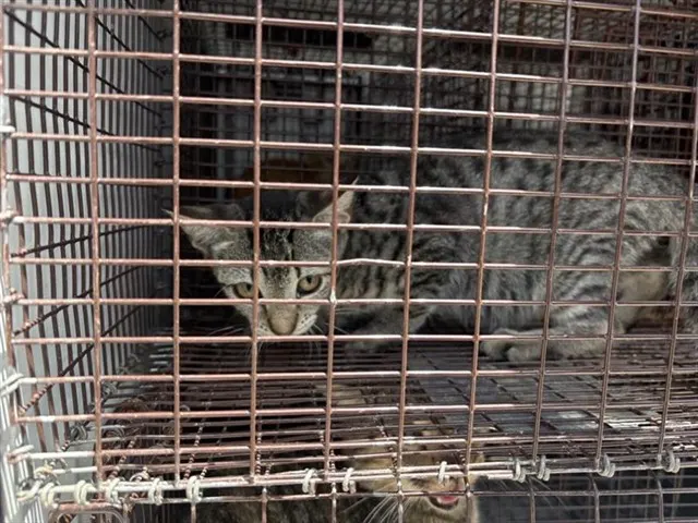 Adoptable Cat