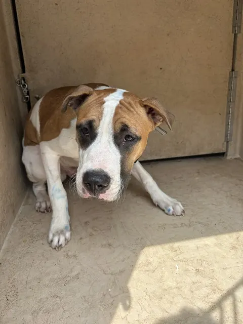 Adoptable Dog