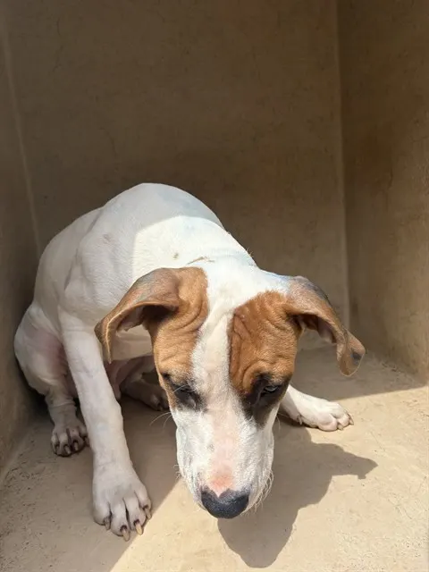Adoptable Dog