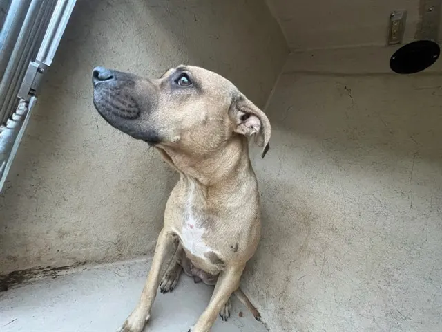 Adoptable Dog