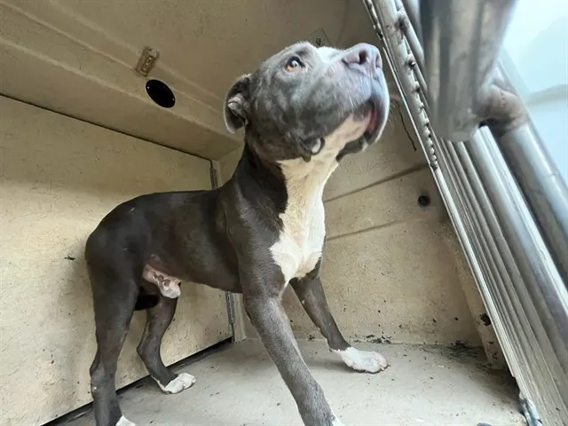 Adoptable Dog