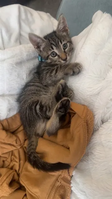 Tiger Princess Poppy