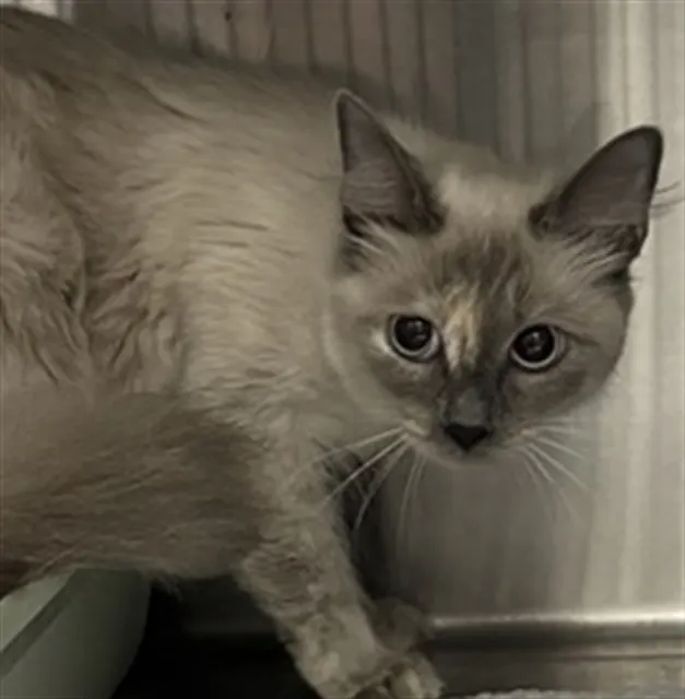 Adoptable Cat