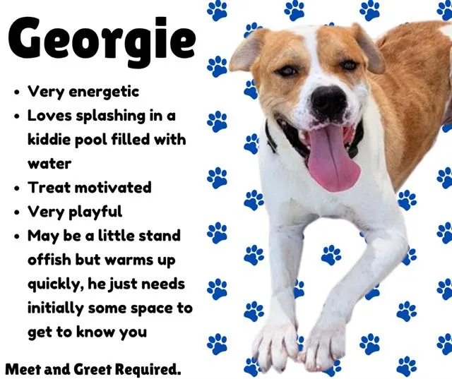 Georgie