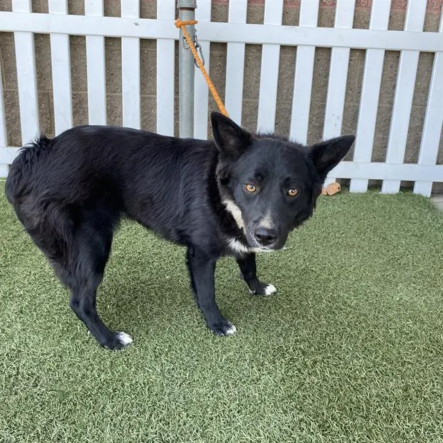 Adoptable Dog