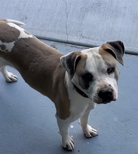 Bella