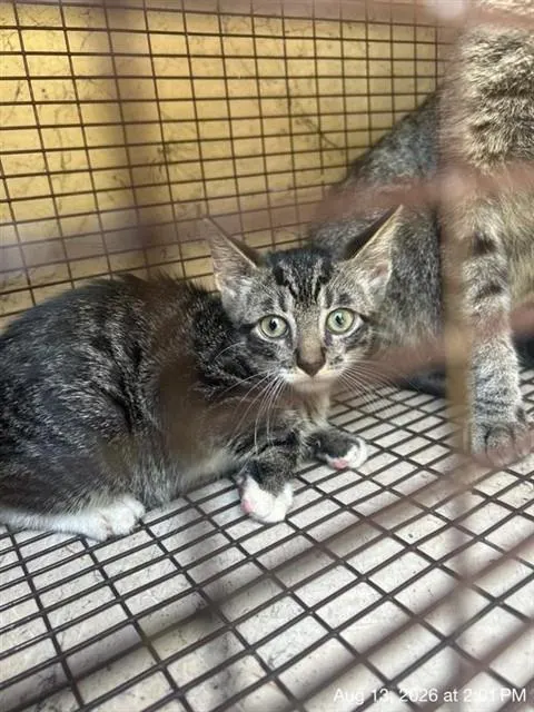 Adoptable Cat