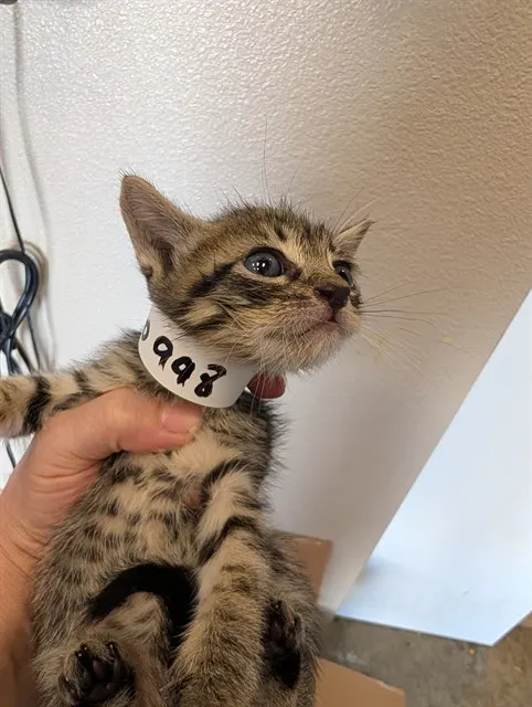 Hatter - In Foster