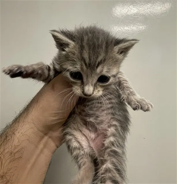 Needs A Foster