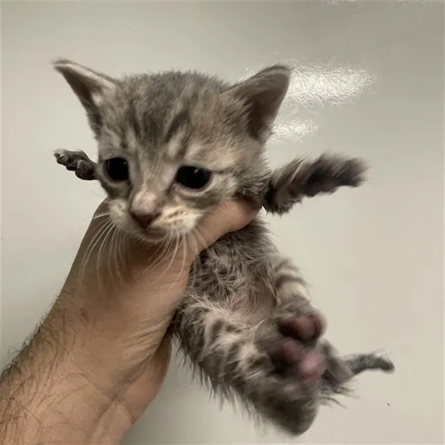 Needs A Foster