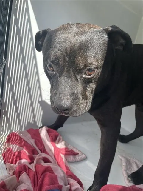 Adoptable Dog