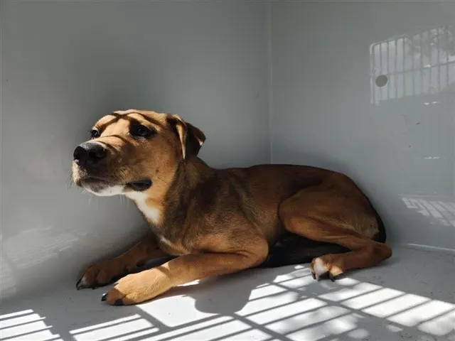 Adoptable Dog