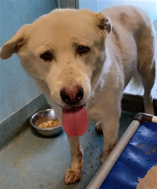 Adoptable Dog
