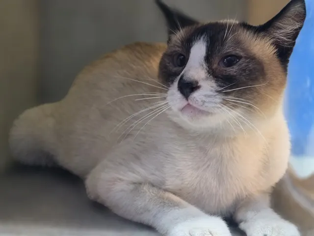 Adoptable Cat