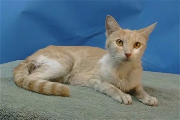 Adoptable Cat