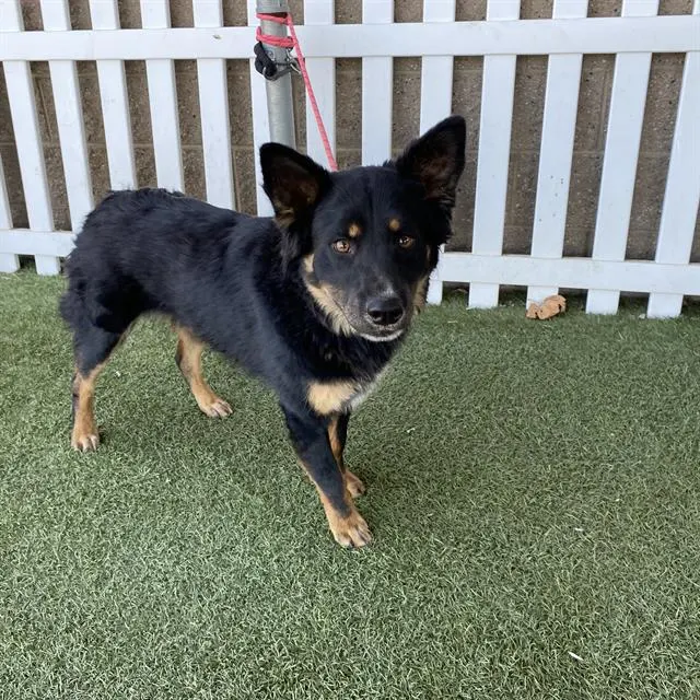 Adoptable Dog