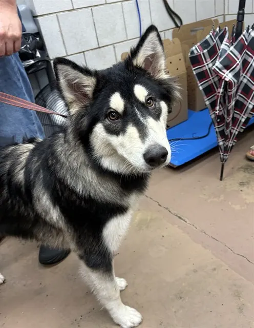 Adoptable Dog