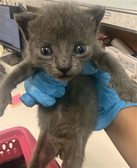 Adoptable Cat
