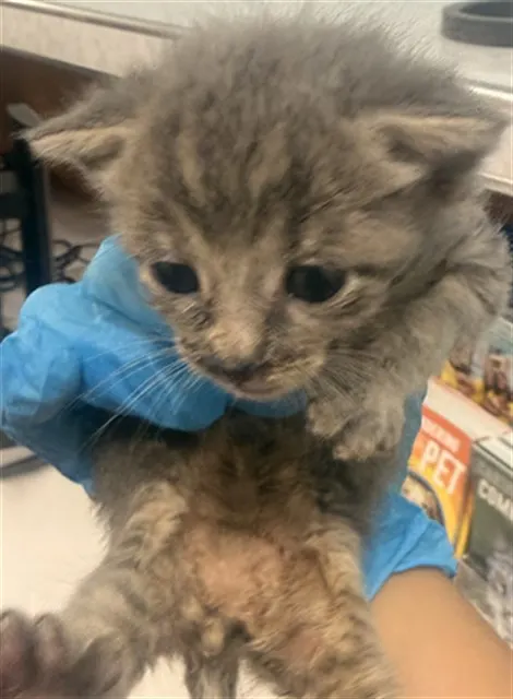Adoptable Cat