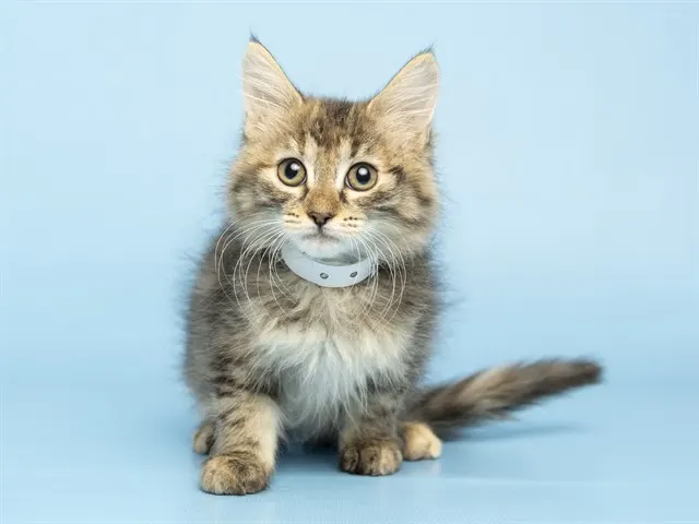 Vidia