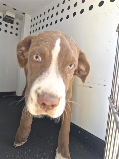 Adoptable Dog