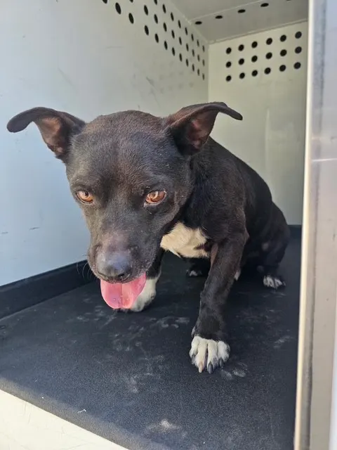 Adoptable Dog