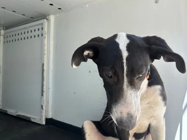 Adoptable Dog