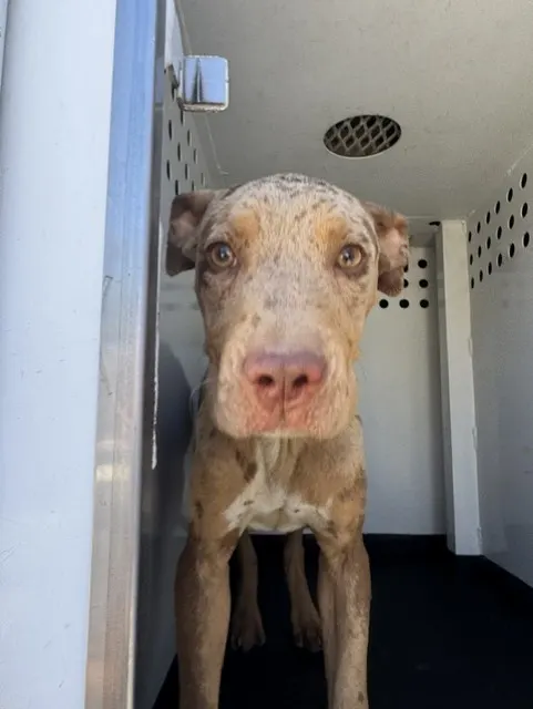Adoptable Dog